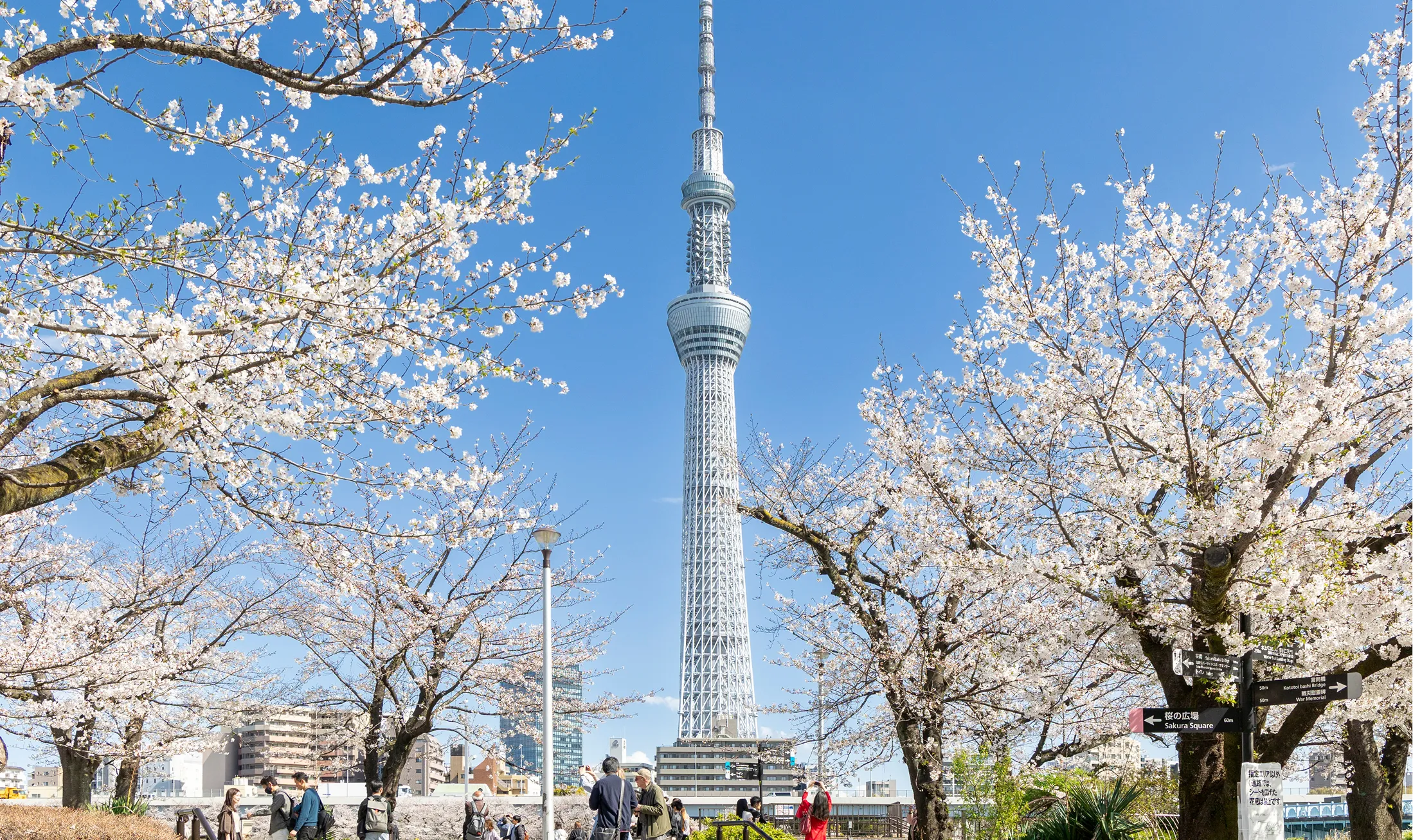 隅田公園桜まつり