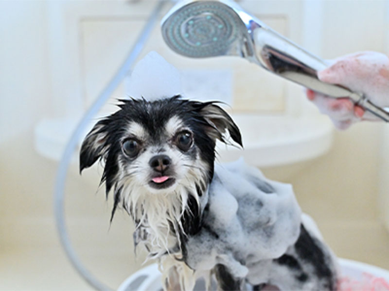 ドッグバス イメージ