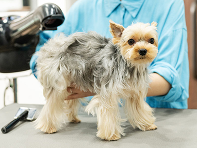 スタンドドライヤー イメージ