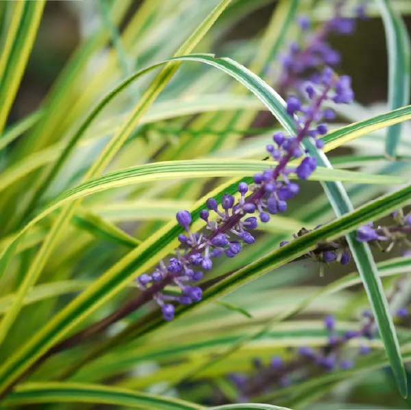 フイリヤブラン