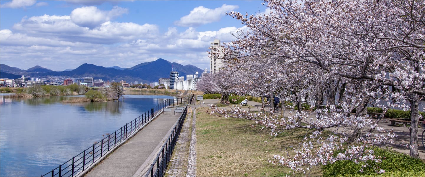 友愛の桜みちの画像